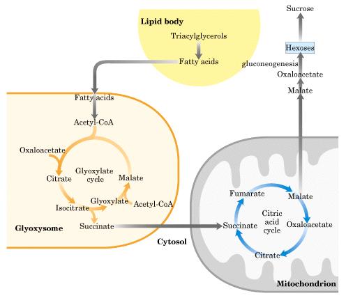 Glucnegénesis en vegetales sacarsa hexsas Fsfenlpiruvat C 2