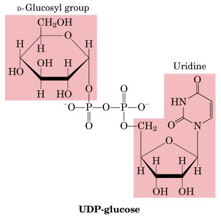 Bisíntesis de glucógen La enzima glucógen sintasa transfiere la glucsa a partir de