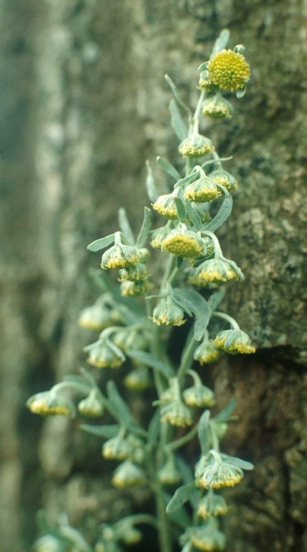 - amare aromatice (Absinthii herba, Angelicae radix, Aurantii pericarpium, Lupuli strobuli); - amare mucilaginoase