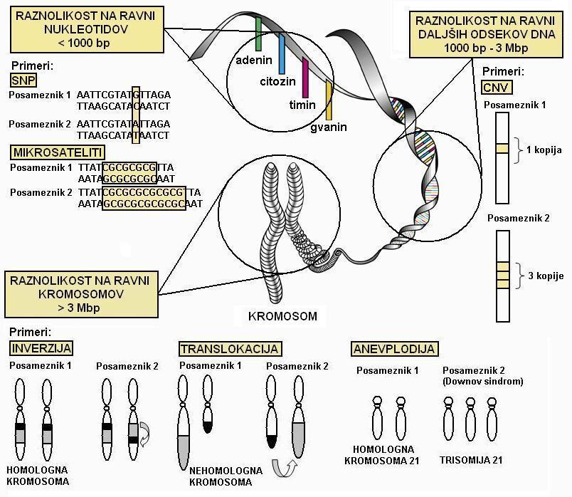Genetska raznolikost Kratke genetske različice (<1kbp) Polimorfizmi posameznih nukleotidov ali SNP-ji (single nucleotide polymorphism) Mikrosateliti ali kratke tandemske ponovitve DNA (short tandem