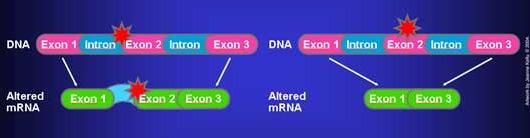 Strukturni učinki mutacij na proteine tihe mutacija (silent): kodira isto a.k. ali pa a.k., ki ne vpliva na strukturo proteina (kemijsko podobna a.k.) drugačnosmiselne mutacije (missense): kodira drugo a.