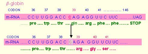 v promotorjih) Alelne različice Zaradi genetskih polimorfizmov (ali mutacij) imamo v populaciji različne variante istega gena, ki jih imenujemo aleli Aleli homolognih kromosomov posameznika tvorijo