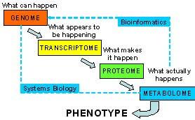 Genomika Veda o genomih organizmov Genom = celotna DNA določenega organizma Transkriptom = celotna prepisana mrna celice/tkiva (v določenem trenutku, pod določenimi pogoji) Proteom = celoten