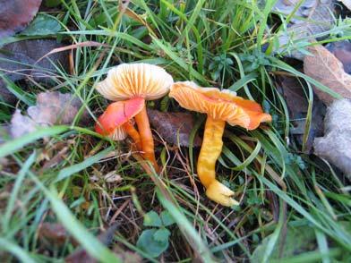 3. Hygrocybe calciphila Arnolds (1985), apnenčasta vlažnica