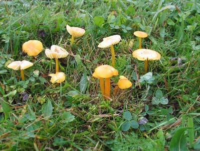4. Hygrocybe chlorophana (Fr.) Wünsche (1877), obledela vlažnica Agaricus chlorophanus Fr.
