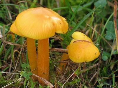 aurantiaca Bon; Hygrocybe euroflavescens Kühner; Hygrocybe flavescens sensu auct.