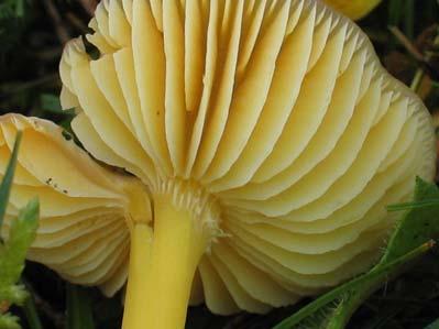 ; Hygrophorus euroflavescens (Kühner) Dennis; Hygrophorus flavescens sensu auct. Brit. J.