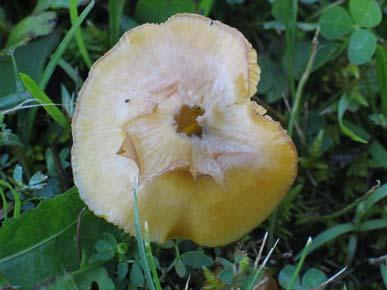 5. Hygrocybe citrinovirens (Lange.) J.Schff., zelenkasta vlažnica Camarophyllus citrinovirens J.E.