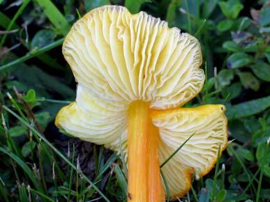 Lange) Herink, Hygrocybe brevispora F.H. Møller, Hygrocybe cystidiata sensu NCL (1960); Hygrophorus brevisporus (F.