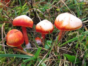 6. Hygrocybe coccinea (Schaeff.) P.Kumm.