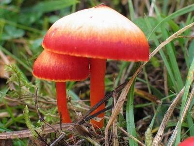 ; Agaricus coccineus Schaeff.; Hygrocybe coccinea var.