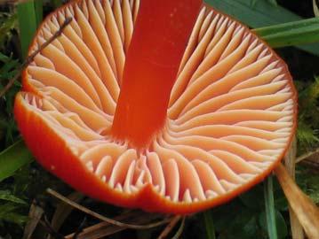 ; Pseudohygrocybe coccinea (Schaeff.) Kovalenko J.