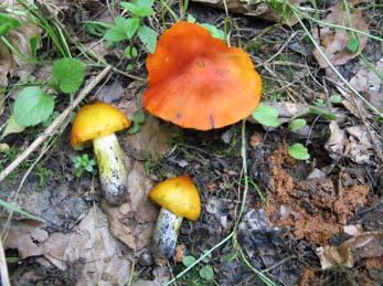 7. Hygrocybe conica (Scop.) P. Kumm. (1871), koničasta vlažnica Agaricus conicus Schaeff.; Agaricus tristis Pers.; Godfrinia conica (Schaeff.