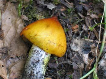 chloroides (Malençon) Bon; Hygrocybe conica (Schaeff.) P. Kumm.; Hygrocybe conica var. olivaceonigra (P.D. Orton) Arnolds; Hygrocybe conica var. tristis (Pers.) Heinem.