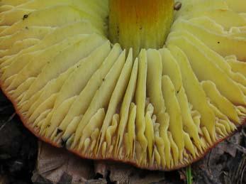 ; Hygrophorus conicus var. chloroides Malençon; Hygrophorus conicus var. nigrescens sensu auct.; Hygrophorus conicus var. olivaceoniger (P.D. Orton) Arnolds; Hygrophorus nigrescens sensu auct.