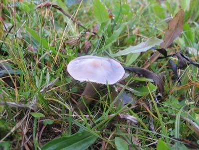 8. Hygrocybe flavipes (Britzelm.