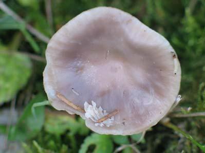 flavipes (Britzelm.