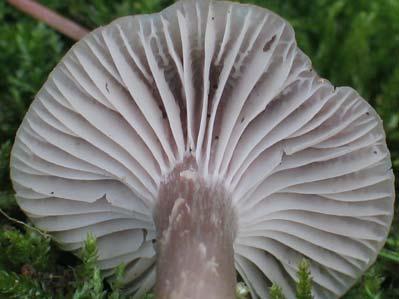 Hygrophorus flavipes Britzelm.