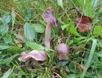 9. Hygrocybe fornicata (Fr.) Singer (1951), oblokasta vlažnica Camarophyllus fornicatus (Fr.) P. Karst.; Camarophyllus fornicatus var. clivalis (Fr.) P. Karst., Camarophyllus fornicatus (Fr.) P. Karst., Camarophyllus streptopus (Fr.