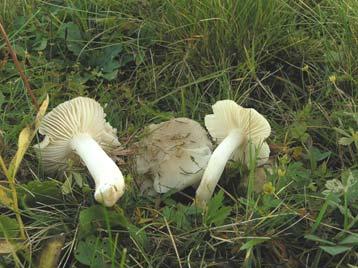 ) Arnolds, Hygrocybe streptopus (Fr.) Bon,Hygrophorus clivalis (Fr.) Quél., Hygrophorus clivalis (Fr.) Quél., Hygrophorus clivalis var. streptopus (Fr.) Quél., Hygrophorus fornicatus Fr.