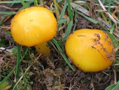 10. Hygrocybe glutinipes (Lange.) Hall., sluzobetna vlažnica Gliophorus glutinipes (J.E.