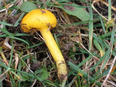 ; Hygrocybe citrina var. glutinipes J.E. Lange, Hygrocybe glutinipes (J.E. Lange) R.
