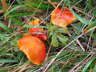 11. Hygrocybe glutinipes var. rubra R.