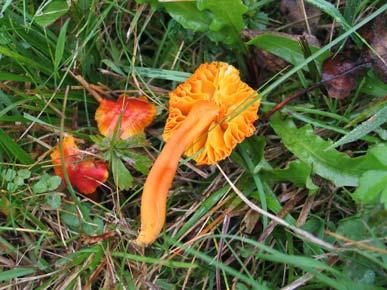 Hygrocybe glutinipes var.