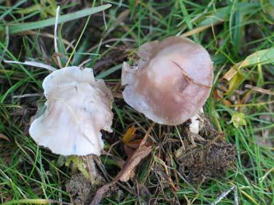 12. Hygrocybe lacmus (Schumach.) P.D.