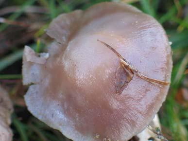 , Agaricus pratensis var. lacmus (Schumach.) Fr., Camarophyllus lacmus (Schumach.) J.