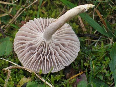 lacmus (Schumach.) Fr., Hygrophorus subviolaceus Peck Lanšperk Rupe J.