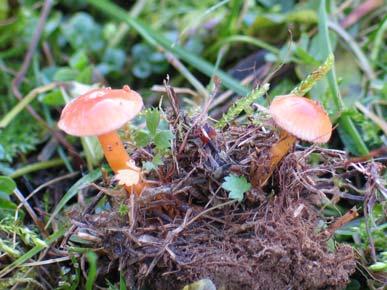 13. Hygrocybe laeta (Pers.) P. Kumm.