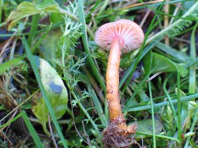 ) Herink, Hygrocybe laeta (Pers.) P. Kumm., Hygrophorus houghtonii Berk.