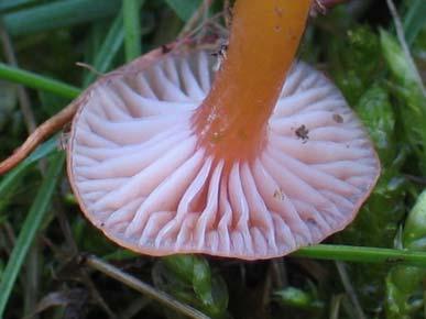 Elipsaste oblike, široki, gladki, s kapljico.