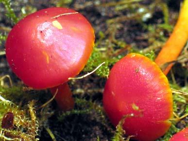 14. Hygrocybe miniata (Fr.) P. Kumm. (1871), minijasta vlažnica Agaricus miniatus Fr., Hygrocybe miniata (Fr.) P. Kumm., Hygrocybe miniata (Fr.) P. Kumm., Hygrocybe strangulata (P.