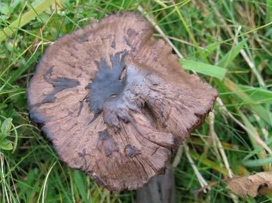 15. Hygrocybe ovina (Bull.