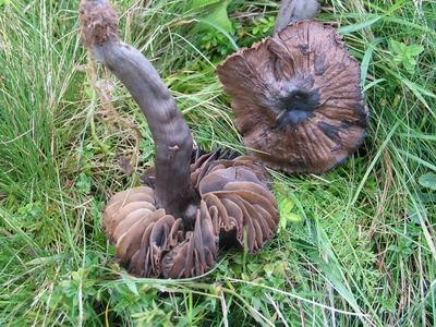 , Camarophyllus ovinus (Bull.) Kummer, Hygrocybe nitiosa (A. Blytt) M.