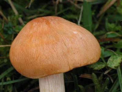 miniatus sensu Sowerby, Agaricus pratensis Fr., Camarophyllus pratensis (Fr.) P. Kumm.
