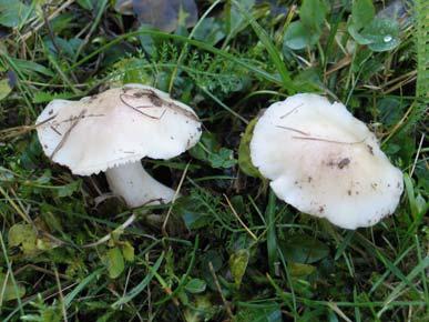 17. Hygrocybe pratensis var.