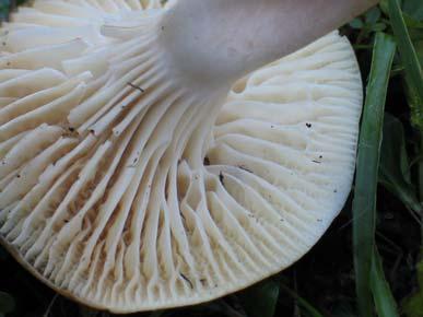 ) Bon, Gymnopus pratensis (Fr.) Gray, Hygrophorus pratensis (Fr.) Fr. Trosi: 5 7 X 4 5 µm.