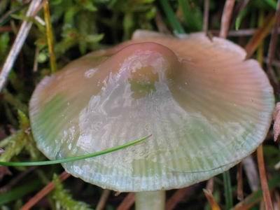 18. Hygrocybe psittacina (Schaeff.) P. Kumm.