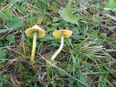 , Agaricus psittacinus Schaeff., Gliophorus psittacinus (Schaeff.