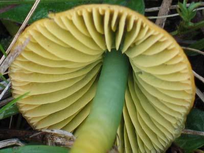 , Hygrophorus psittacinus (Schaeff.) Fr. J. Breitenbach, Trosi: 7 10,5 X 5 6,5 µm.