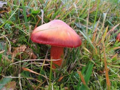 19. Hygrocybe punicea (Fr.) P. Kumm. (1871), velika vlažnica Agaricus puniceus Fr.