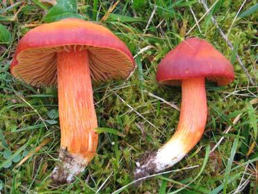 ) Herink, Hygrocybe acutopunicea R. Haller Aar. & F.H. Møller, Hygrophorus puniceus (Fr.
