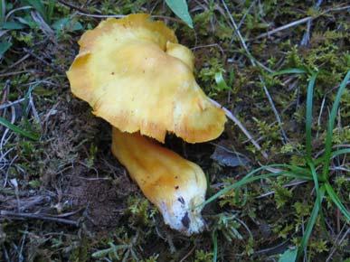 ) Herink, Hygrophorus quietus Kühner, Pseudohygrocybe obrussea (Fr.