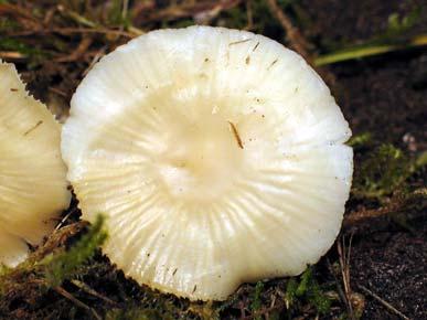 21. Hygrocybe russocoriacea (Berk. & T.K. Mill.) P.D.