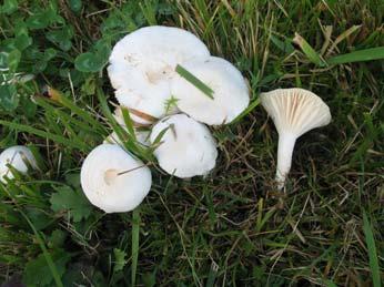 22. Hygrocybe virginea (Wulfen) P.D. Orton & Watling (1969), deviška vlažnica Agaricus gleditschii Humb., Agaricus niveus Scop.