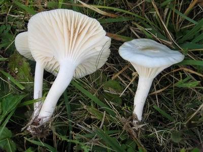 ), Camarophyllus subradiatus (Schumach.) Wünsche, Camarophyllus virgineus (Wulfen) P. Kumm., Camarophyllus virgineus f.