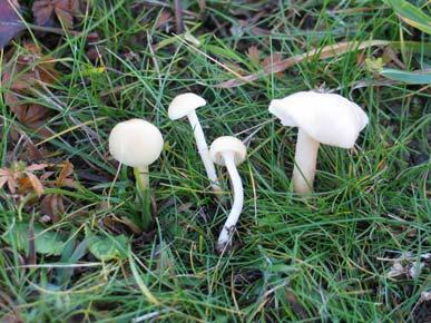 23. Hygrocybe virginea var. ochraceopallida (P.D.